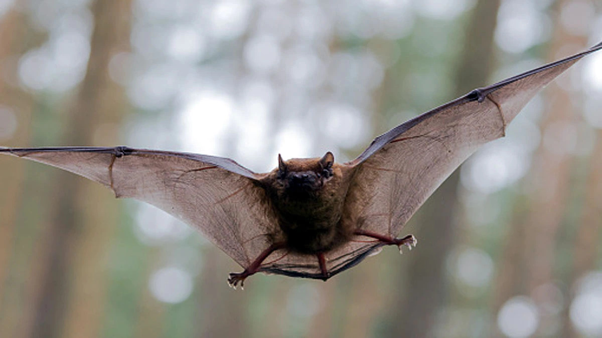 new zealand bat win bird of the year award, know reason