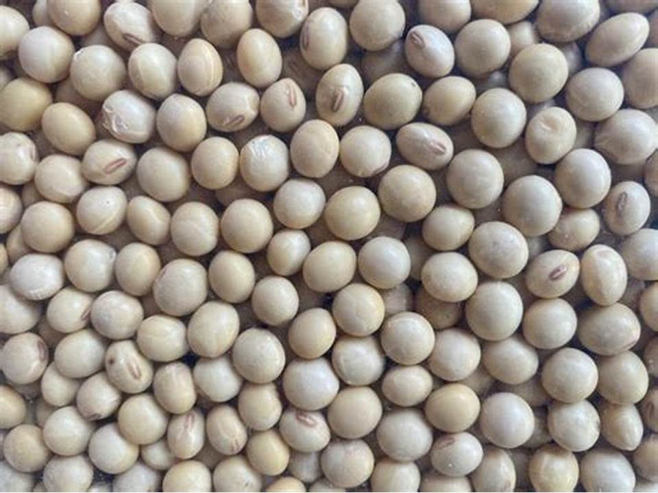 ग्वार-गम में मंदी, शेष यथावत