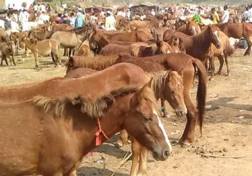 इस जिले में लगता है Donkey fair लाखों रुपए की कीमत में बिकते हैं सलमान, शाहरुख, दीपिका
