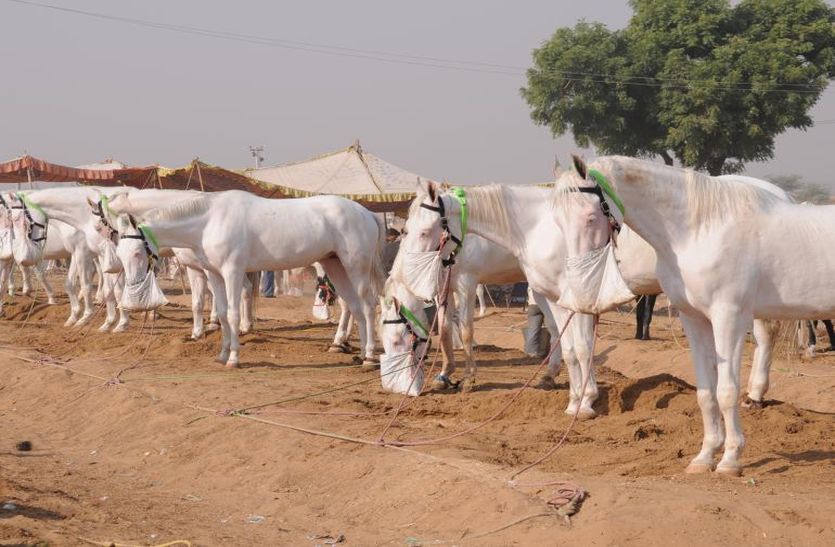 horses in pushkar fair 2021