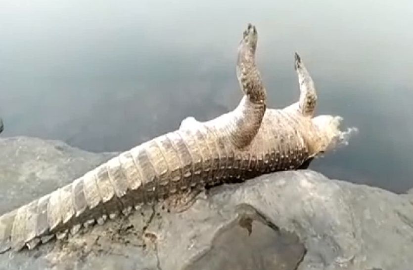 जलप्रवाह शुरू किया तो यहां आबादी में आने लगे मगरमच्छ...