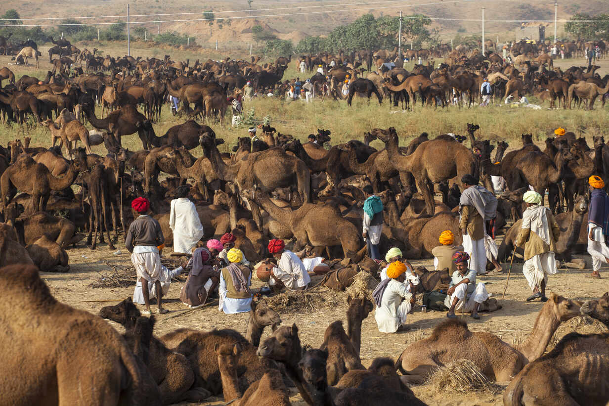 Pushkar Mela 2021: ऊंटों और घोड़ों से आबाद हुआ पुष्कर पशु मेला