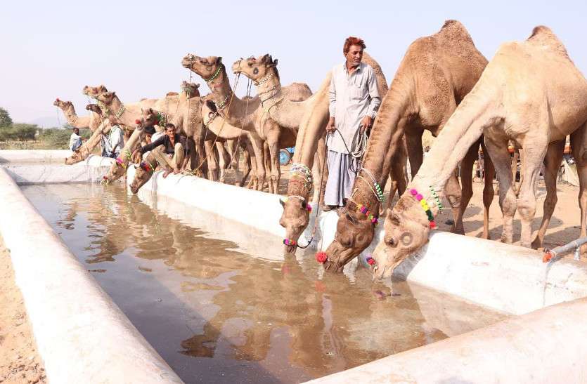 Pushkar Mela 2021: पुष्कर पशु मेले का आगाज, देखिए तस्वीरें