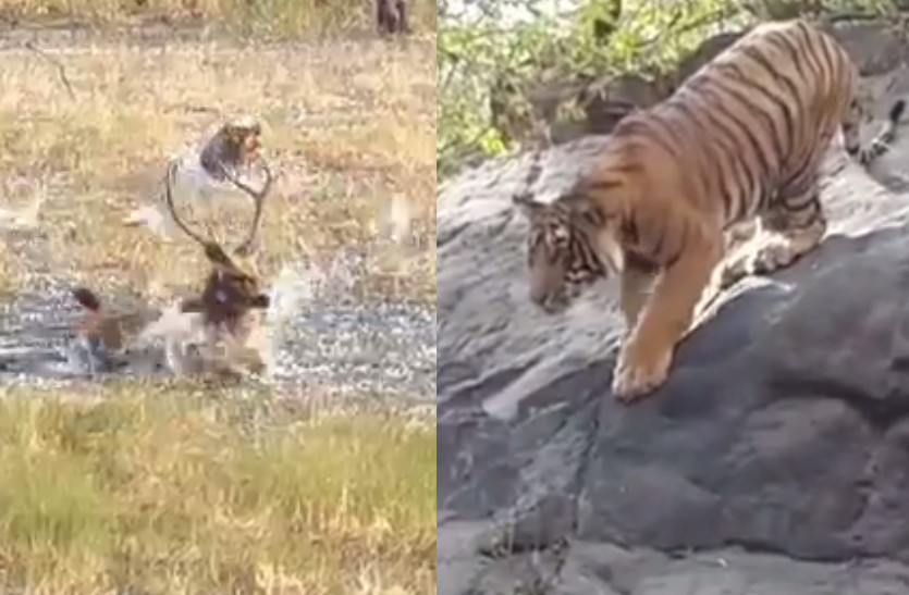 Tiger-121 tried to hunt Sambar in Ranthambore