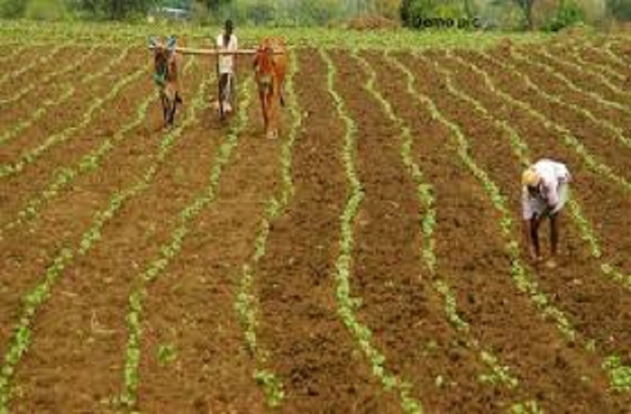 farmers