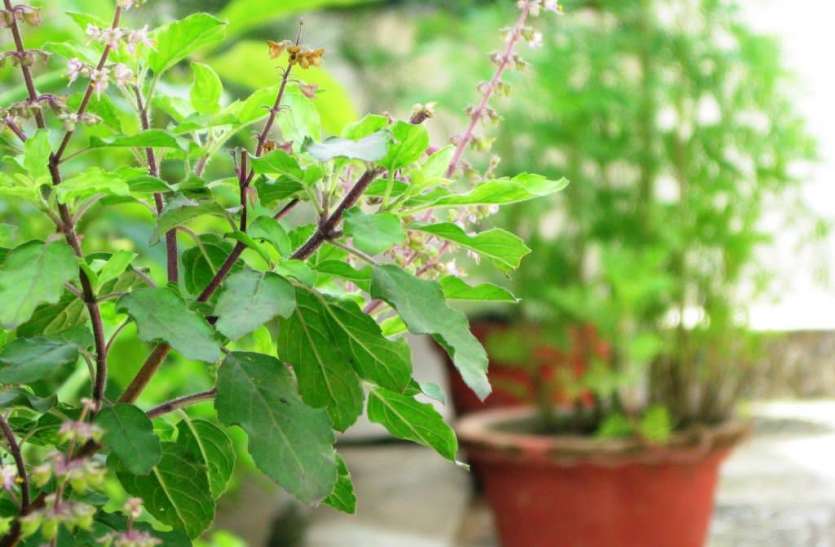 tulsi2.jpg