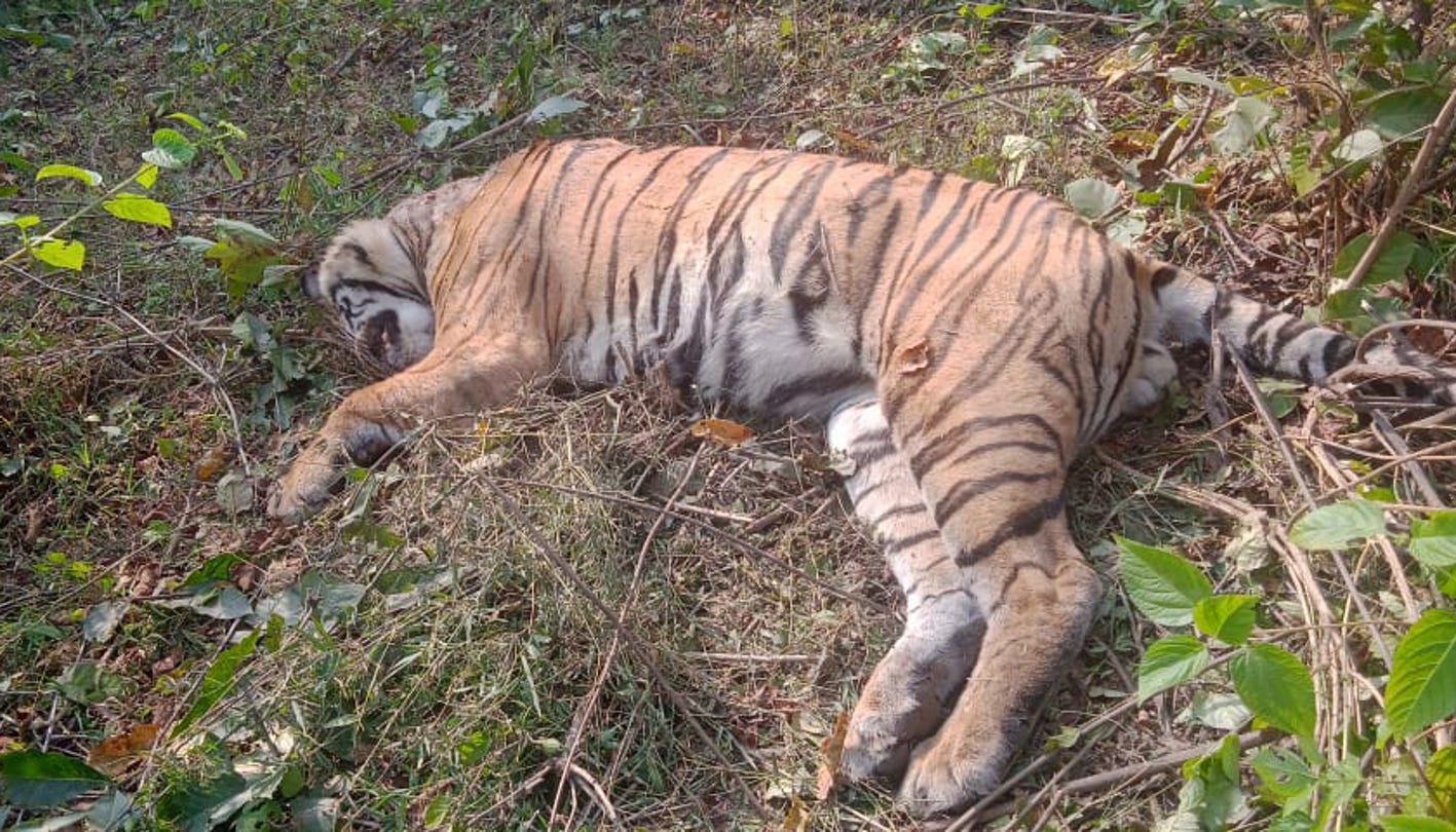 Mutual conflict took life, body of tiger T-37 found