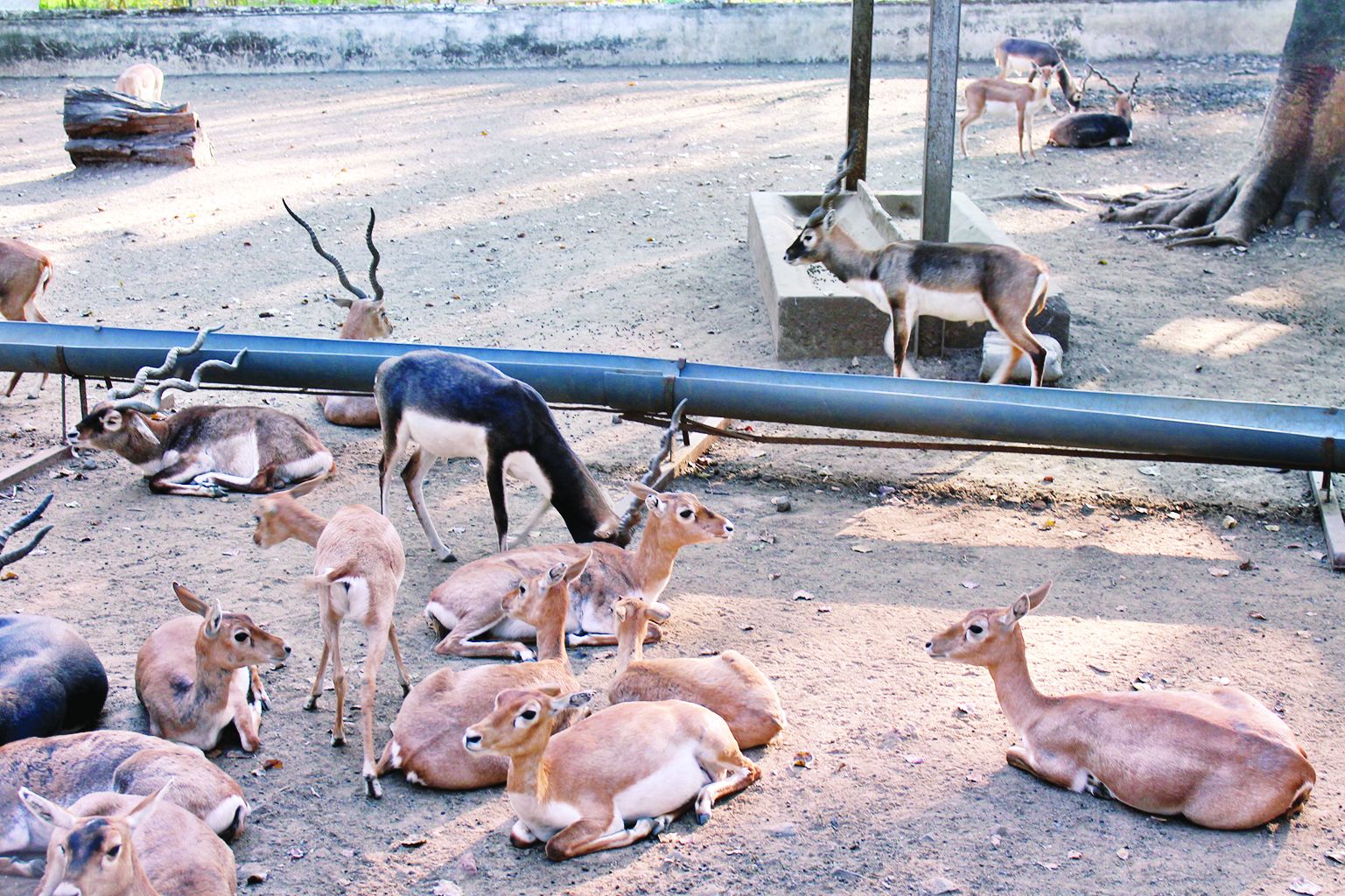 तेंदुए, लकड़बग्घे और हिरणों को गिनने 70 हजार हेक्टेयर की खाक छानेंगे वनकर्मी