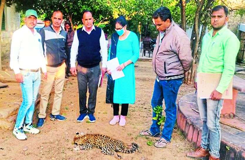 Panther cub dies under suspicious circumstances Panther cub dies under suspicious circumstances