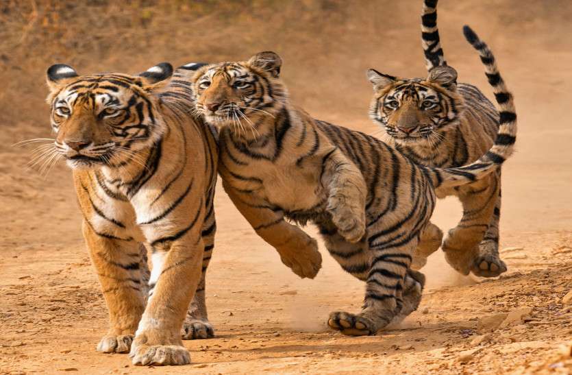 रिकॉर्ड में बढ़ा सरिस्का का क्षेत्र, सुविधाएं नहीं, बाघों पर मुसीबत बरकरार