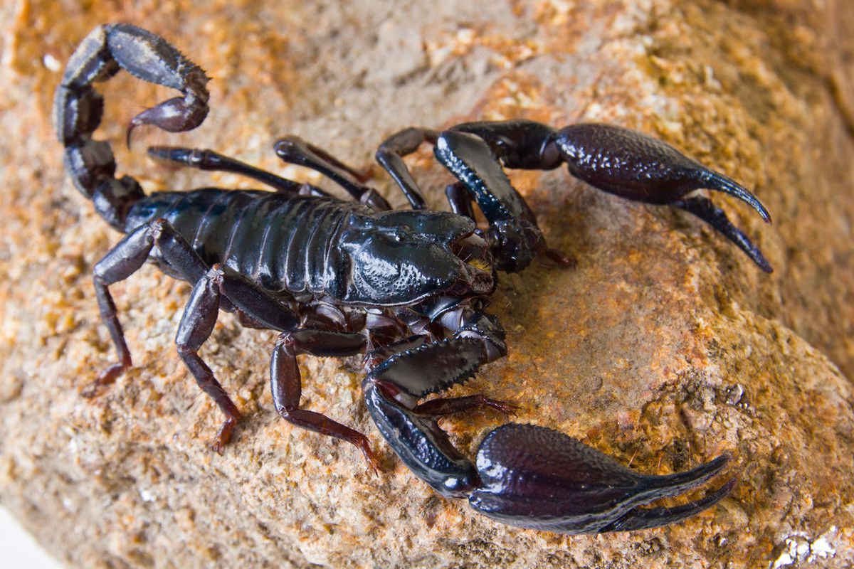 home-remedies-for-scorpion-bite-bichhoo-ka-jahar-utarne-ke-upay