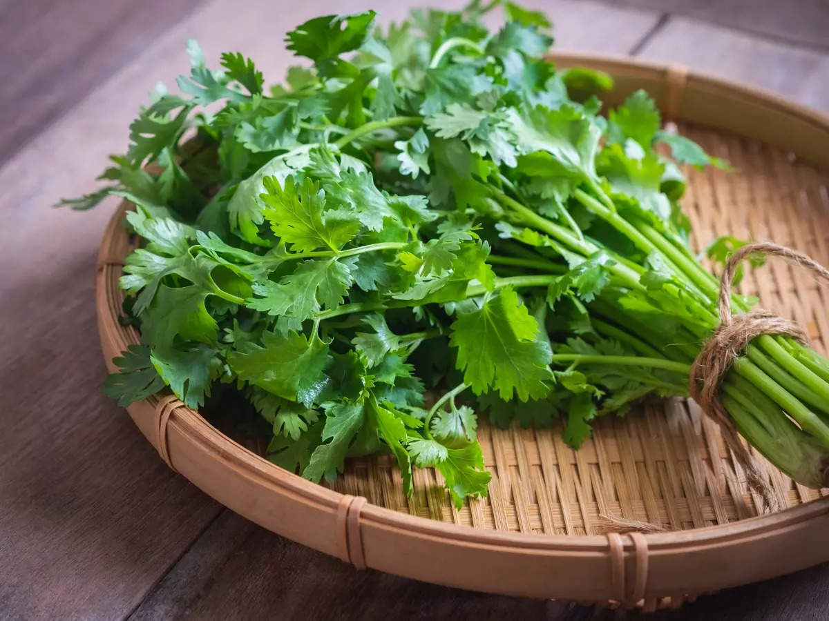 Green Coriander Benefits: खाने में महक और स्वाद के साथ सेहत के लिए भी फायदेमंद होता है धनिया, जानें इसके अनेकों फायदे