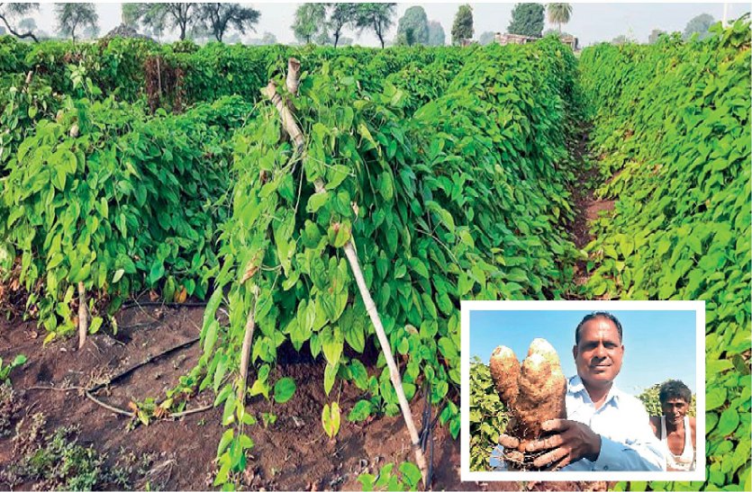 Modern farming of Garadu: earning lakhs and giving employment to other