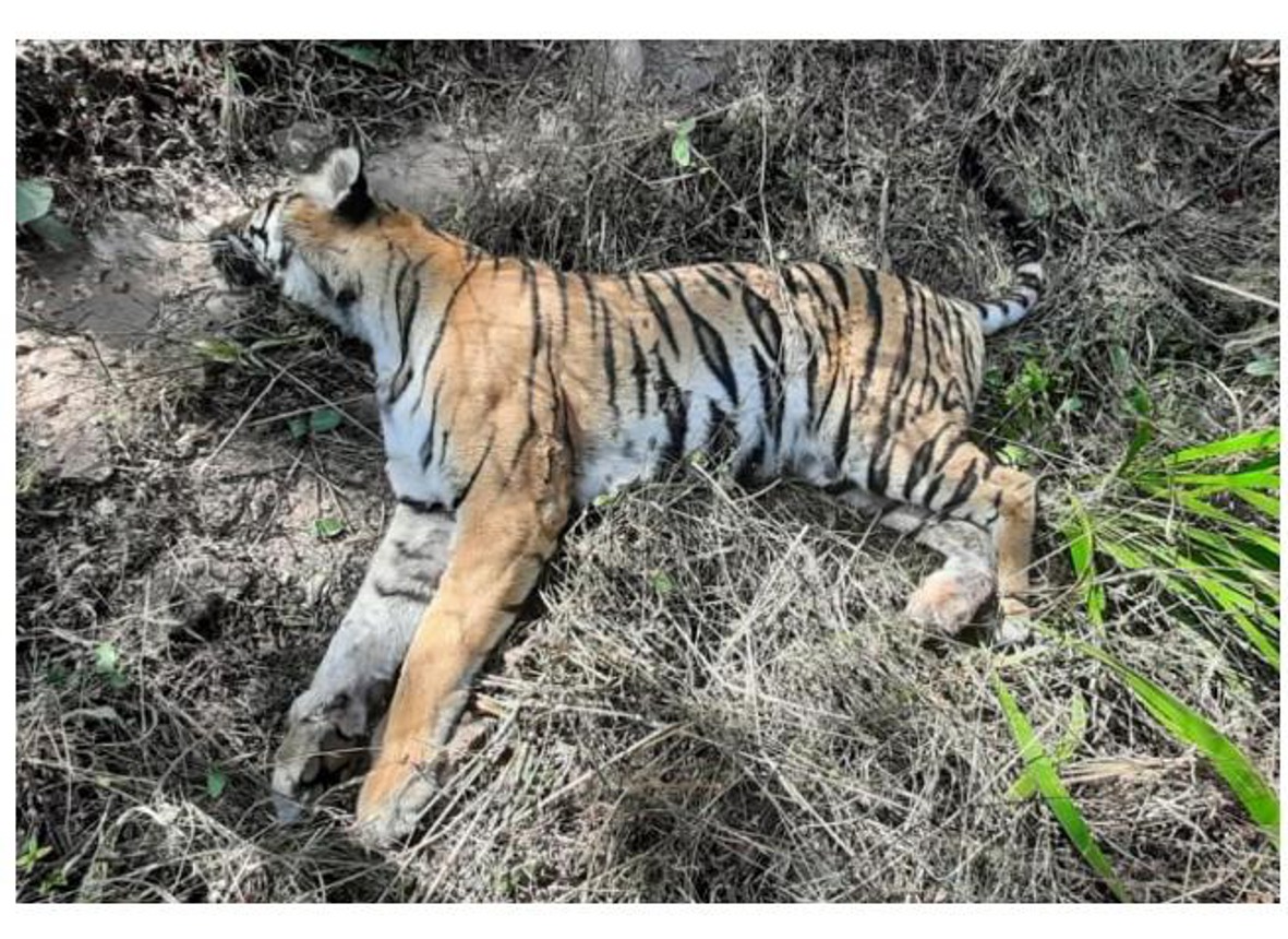 Bandhavgarh: Then a tigress died, was injured for a month