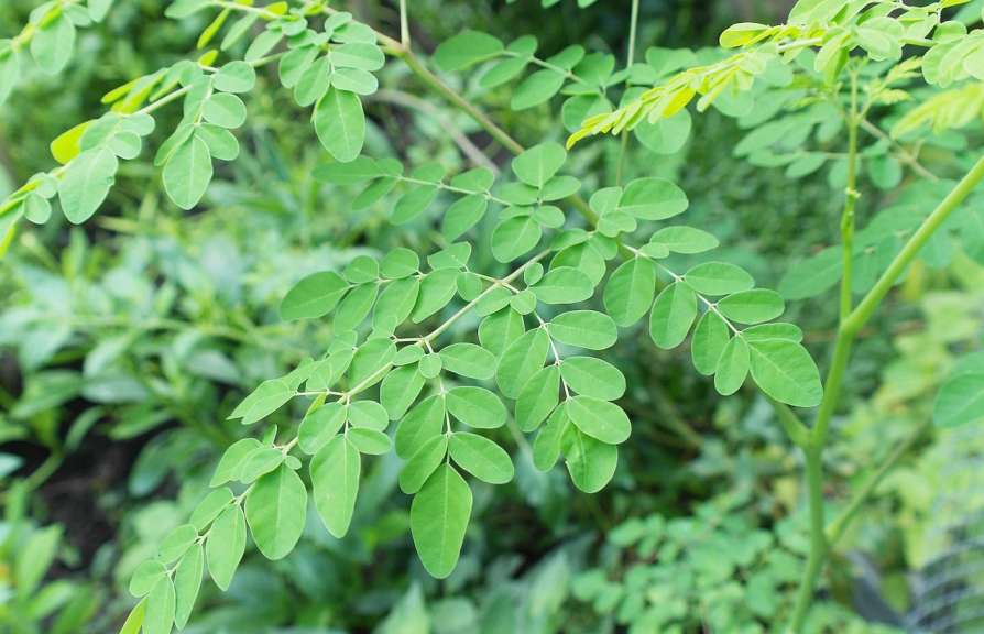 drumstick-leaves-benefits-in-hindi-sahjan-ke-patte-khane-ke-fayde