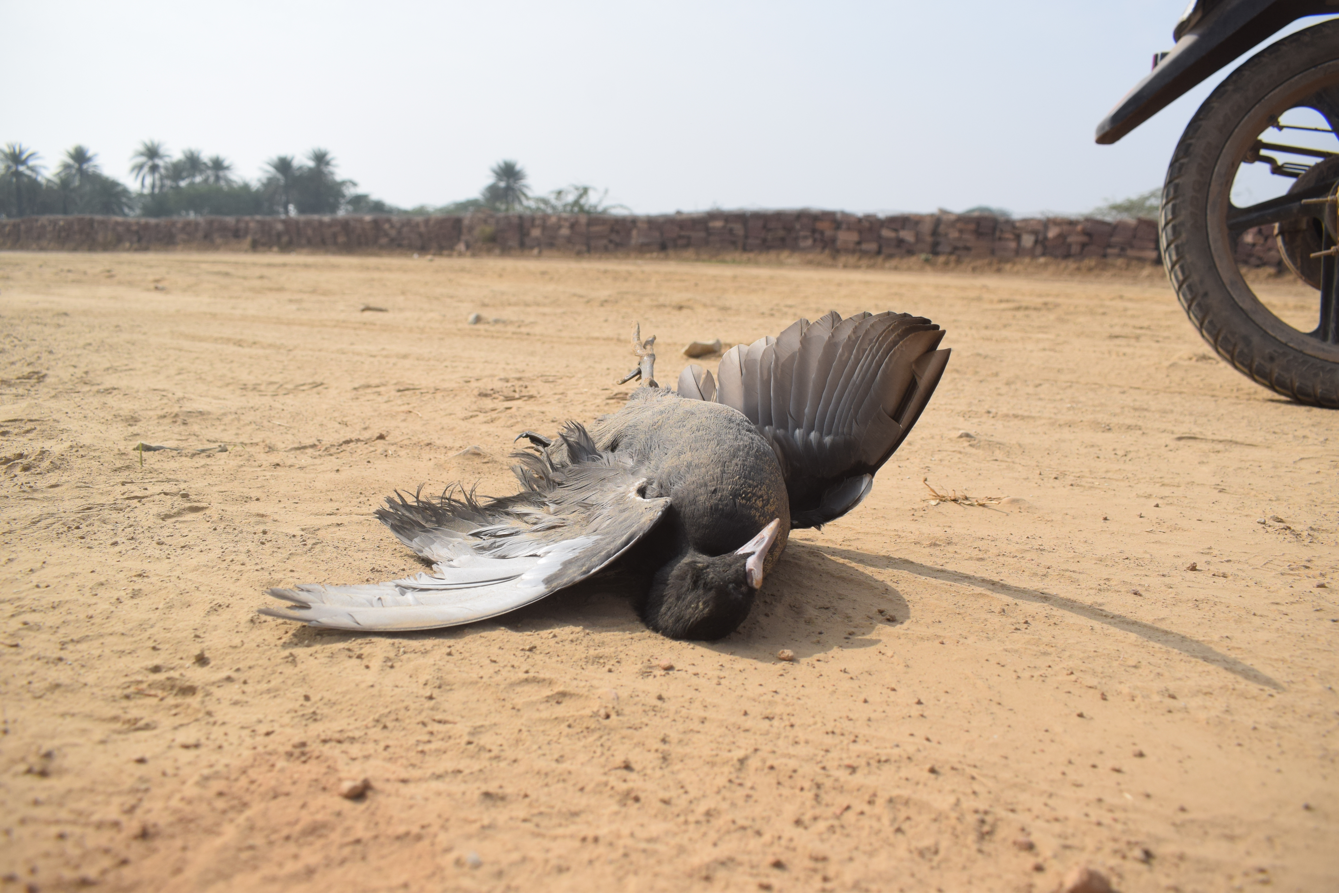 Death shadow on migratory birds hovering in Dholpur also found dead body of Chinese coot