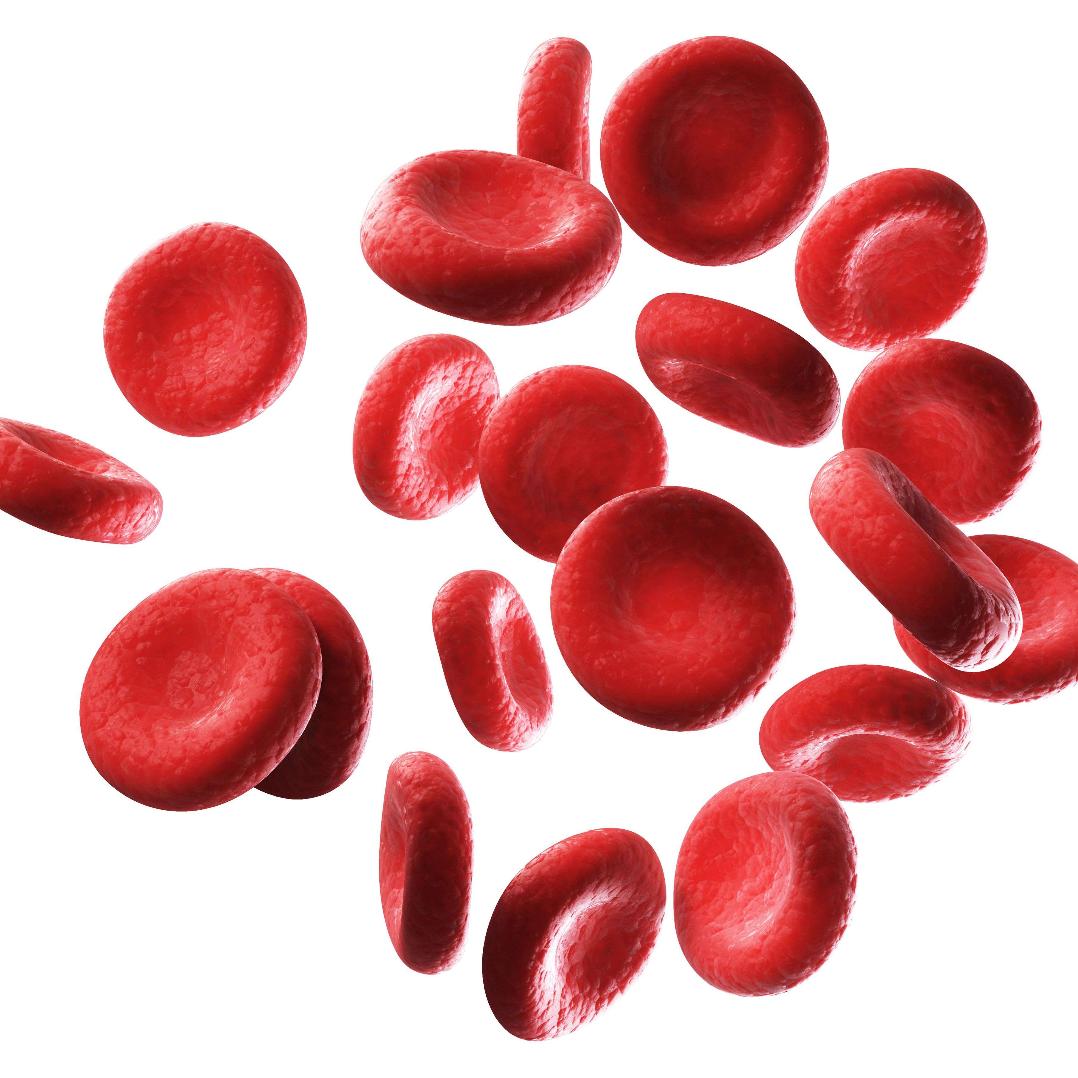 red blood cells