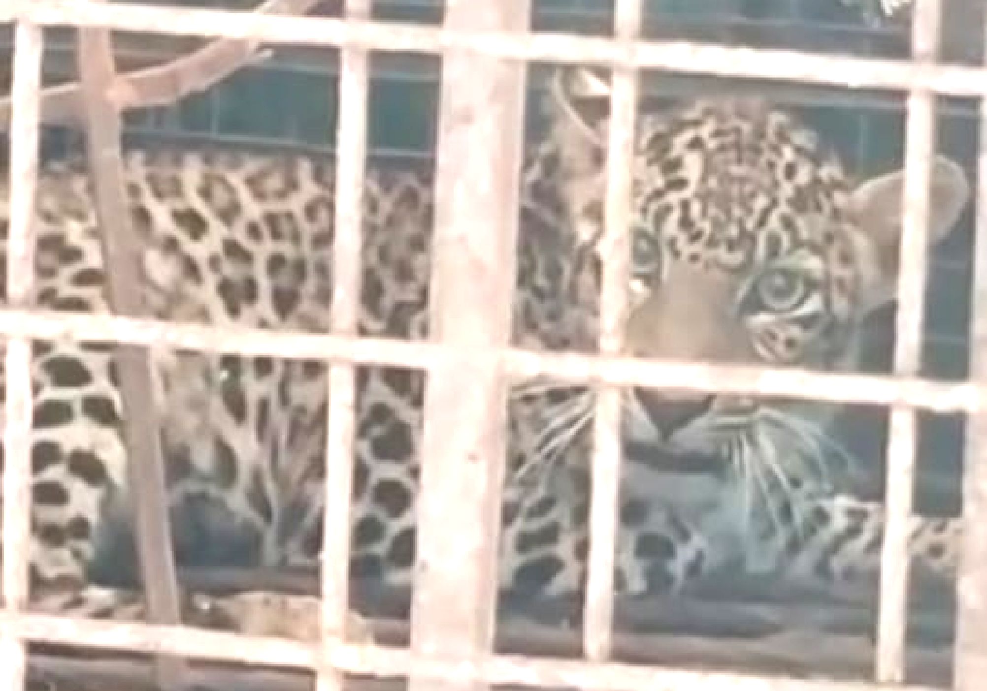 The leopard rammed into the house, famously ran outside the family