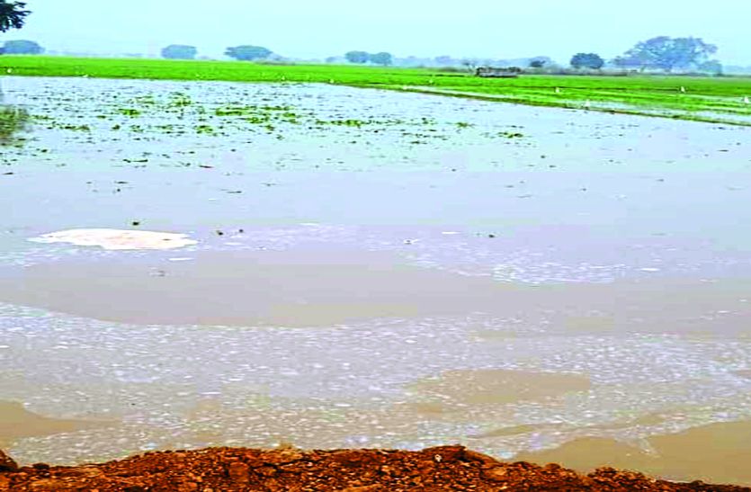 सिंचाई विभाग की लापरवाही से दर्जनों किसानों की फसल हुई जलमग्न
