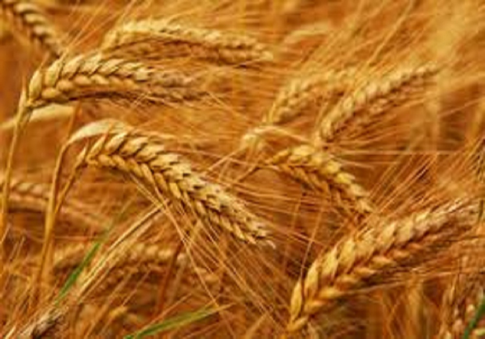 Good News For Farmers: वैज्ञानिकों ने किसानों के लिए गेहूं और सरसों की नई प्रजाति की विकसित, कम समय होगी अधिक पैदावार