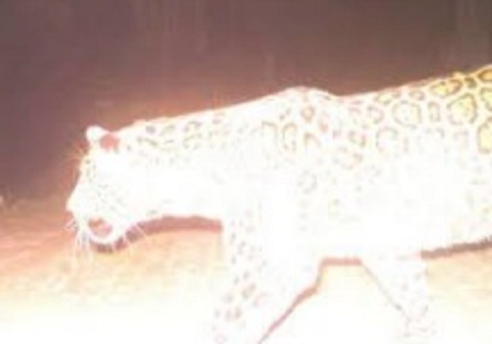 Leopard in Kanpur: एक बार फिर कैमरे में दिखा तेंदुआ, इलाकाई लोगों में दहशत, वन अफसर बोले मादा नहीं नर