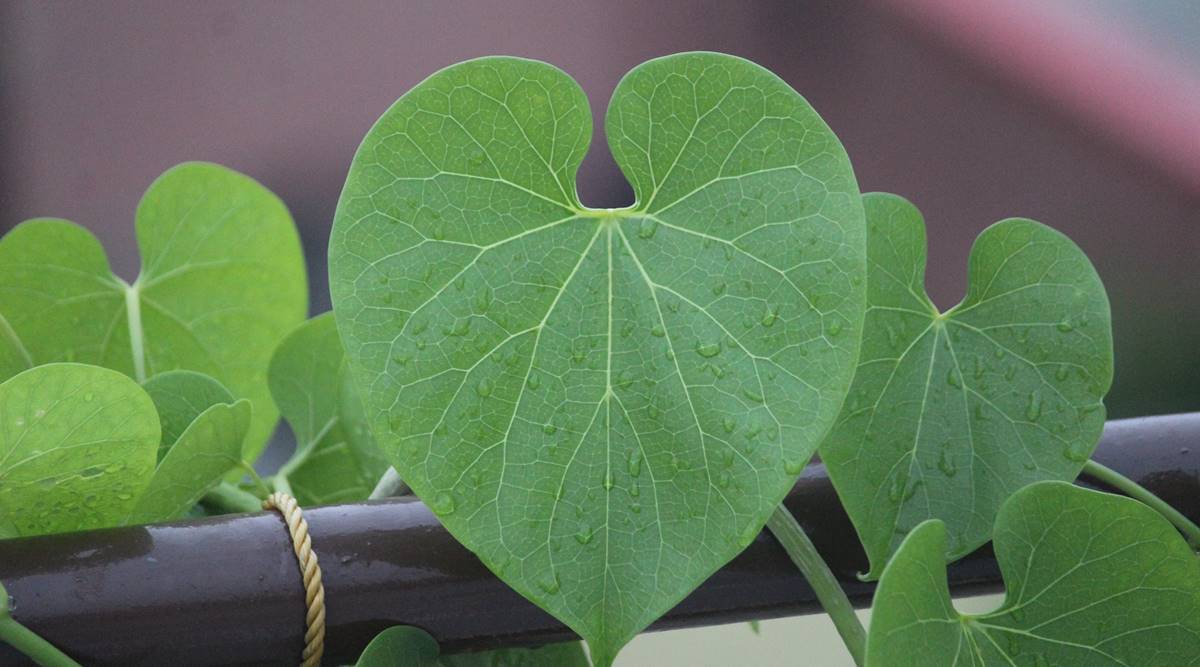 Benefits of Giloy for increasing your appetite