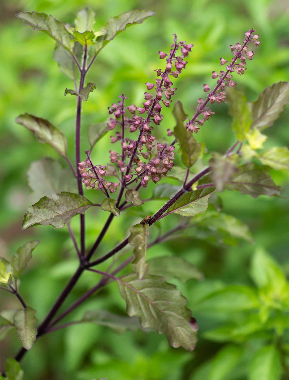 tulsi