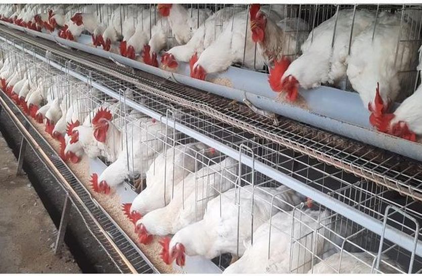 जानिए मुर्गियां कैसे बदल रही है किसानों की किस्मत