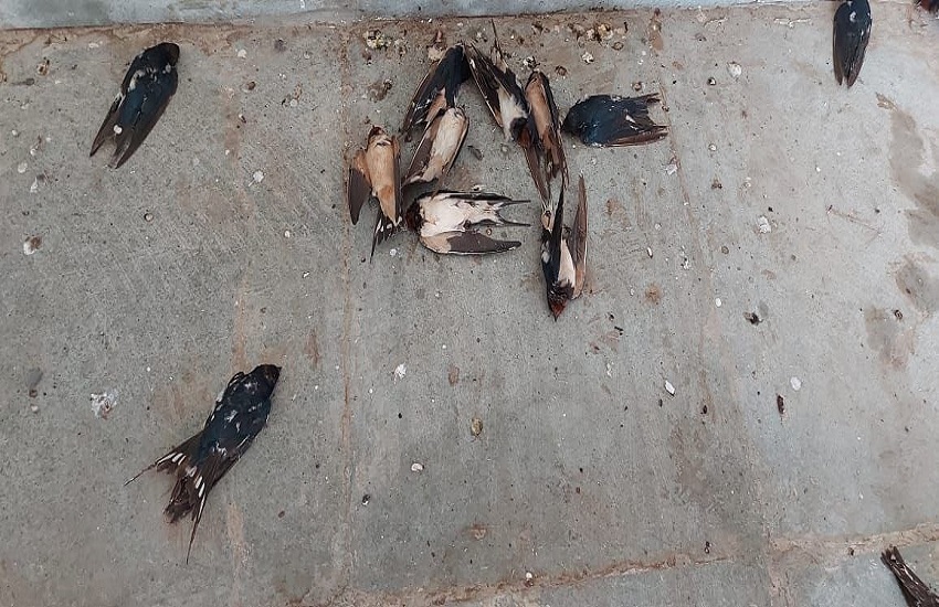 Gujarat Hindi News ; खंभात के समुद्री किनारे सौ से अधिक पक्षियों की मौत