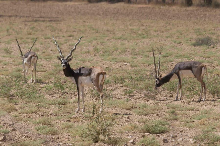 वन्यजीव वजूद बचाने पलायन को मजबूर