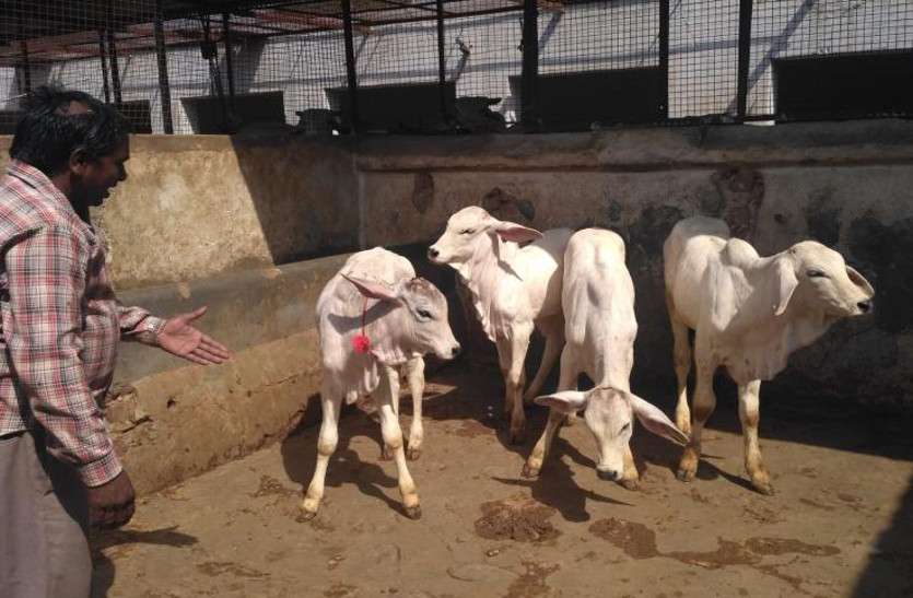 विदेशी नस्ल को टक्कर देने के लिए गाय बनी सरोगेट मदर... जानिए, गोपालन विभाग की अनूठी और नई पहल