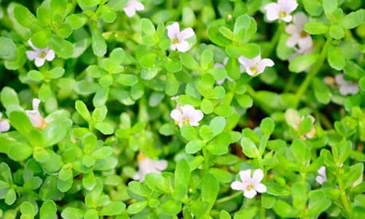 Brahmi Benefits: दिमाग की सेहत के साथ शरीर को भी स्वस्थ रखती है ब्राह्मी,जानें इसके और फायदे