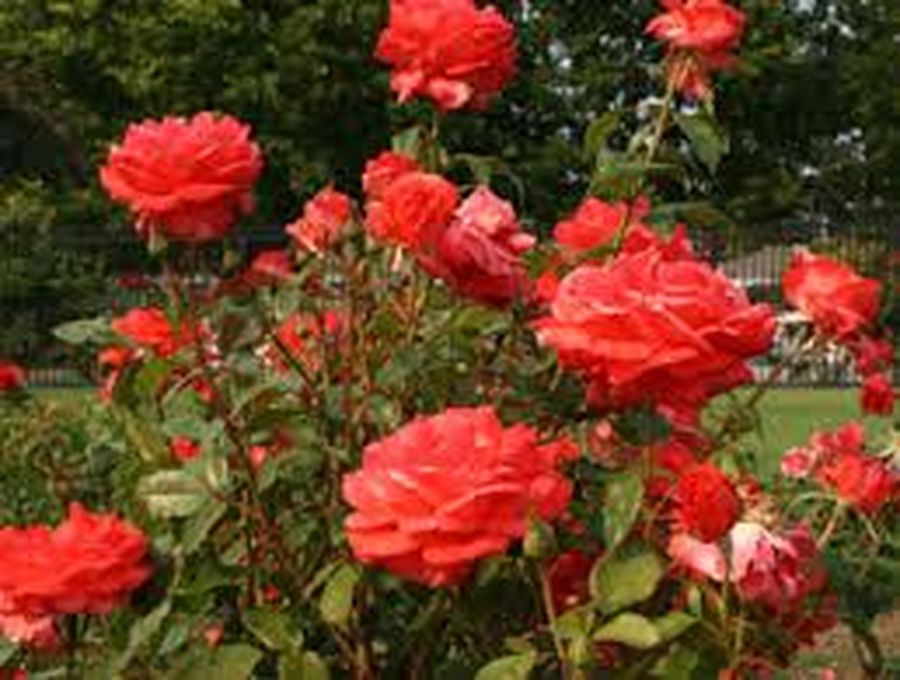 rose_garden.jpg