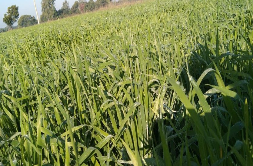 फसल बीमा के लिए 31 दिसम्बर तक समय