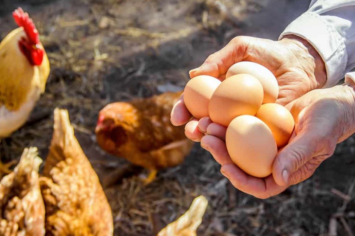 what_came_first_chicken_or_egg