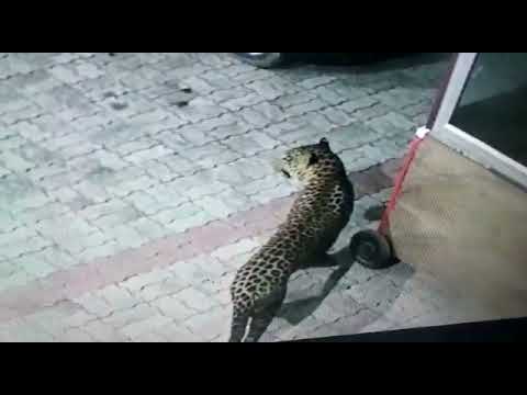 leopord.jpg