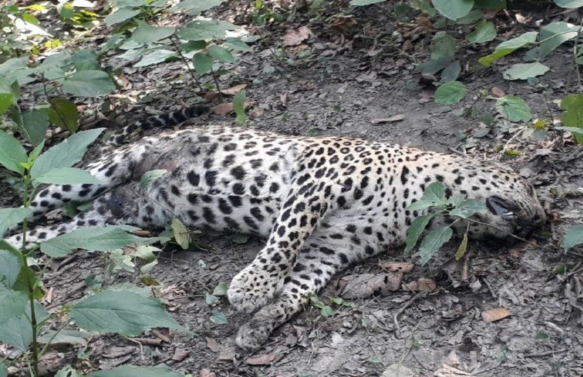 leopard-dead-body-found-in-doghat-forest.jpg