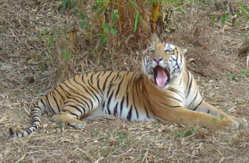 royal_bengal_tiger-amp.jpg