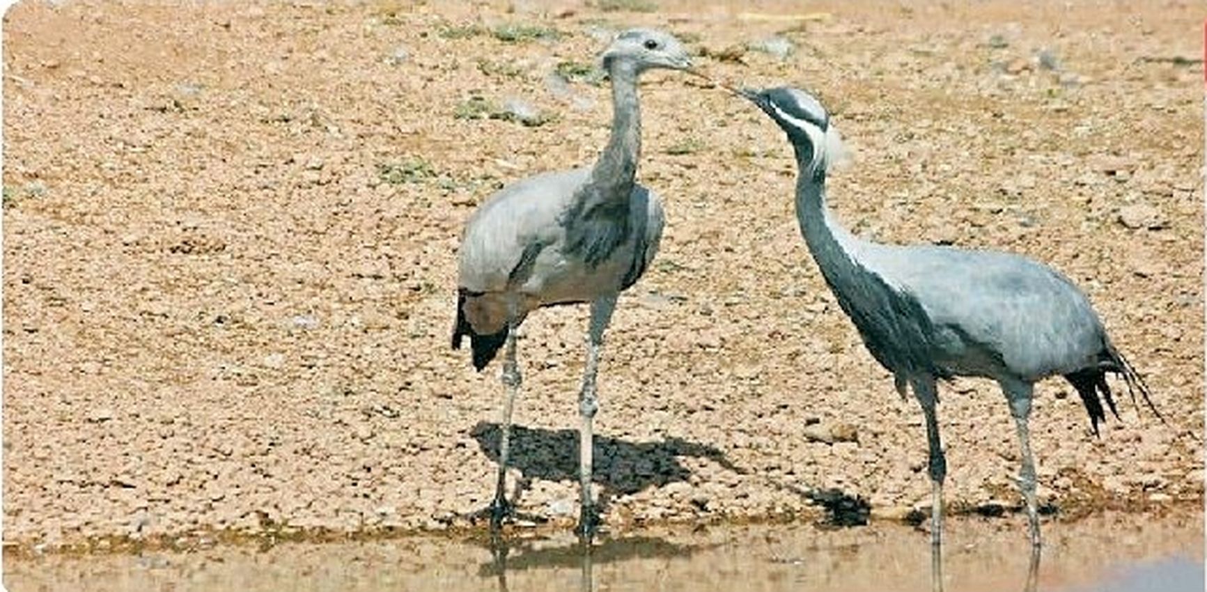 वन विभाग वन्यजीवों को शुभंकर घोषित कर भूल गया
