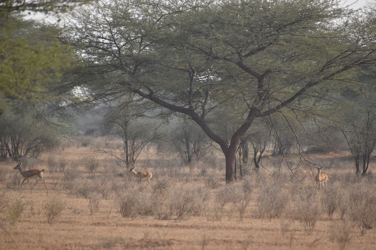 Chinkara deer in danger due to negligence of the responsible