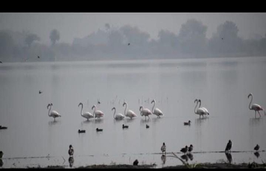 Migratory birds....दुर्लभ पक्षियों की चहचहाहट से गूंज रहे मुंडलियाखेड़ी और गोमती सागर तालाब