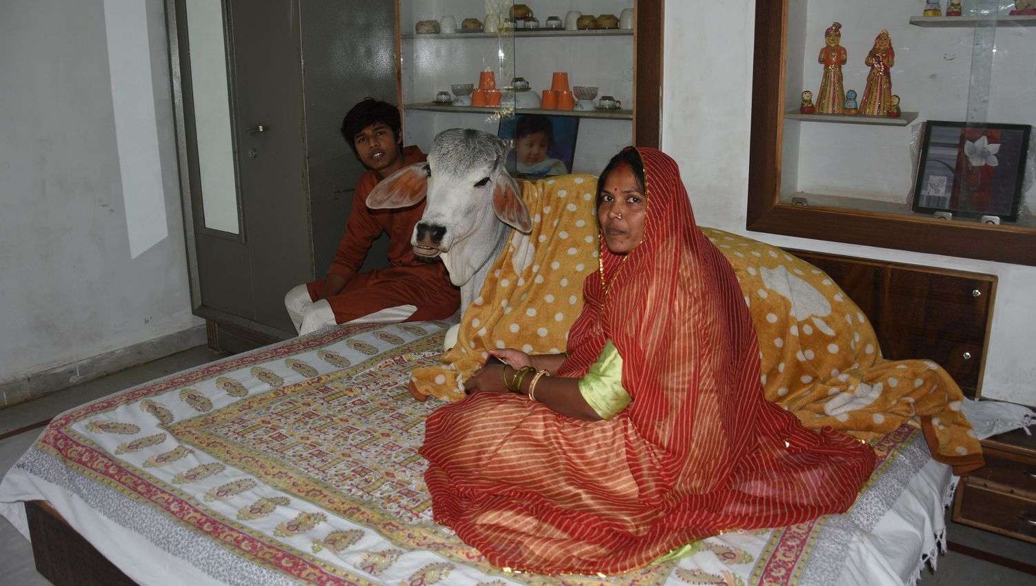 जोधपुर के इस घर में गाय का बछड़ा बाड़े में नहीं बेडरूम में सोता है, देखें खबर के साथ तस्वीरें... 
