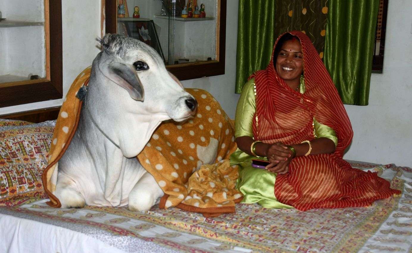 जोधपुर के इस घर में गाय का बछड़ा बाड़े में नहीं बेडरूम में सोता है, देखें खबर के साथ तस्वीरें... 