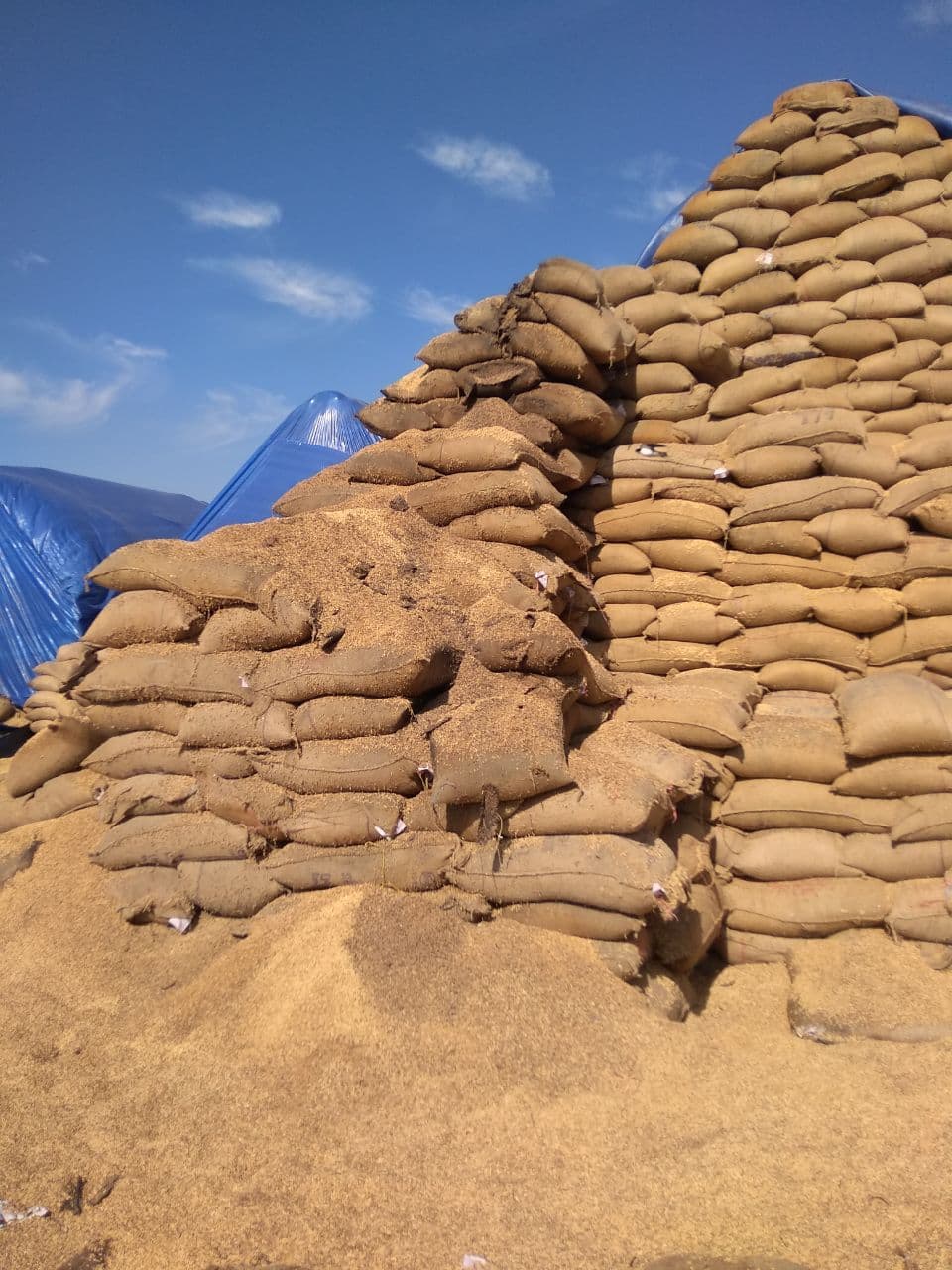 Thousands of quintals of paddy stored in open cap got spoiled, paddy l