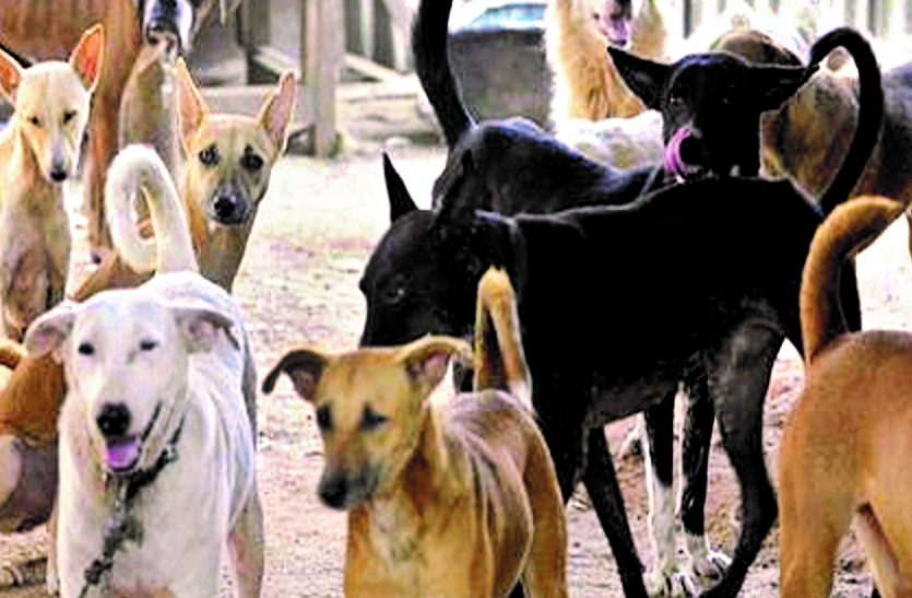 कुत्तों की नसबंदी पर रोज खर्च हो रहे 82 हजार रुपए ज्यादा फिर भी तीन साल में बढ़े तीन गुना