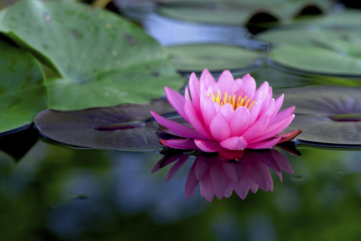 Lotus Flower Benefits: आप भी जानिए कमल के फूल सेहत के लिए कितने ज्यादा फायदेमंद साबित हो सकते हैं