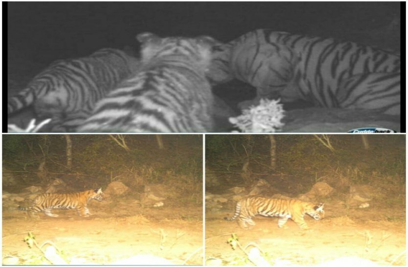 Sariska Tiger News: Tigress ST- 19 Captured With Two Cubs