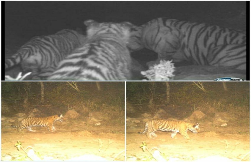 सरिस्का में बाघों की वृद्धि अलवर के लिए शुभ संकेत