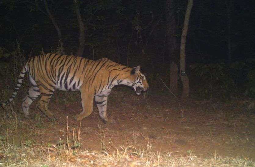 Tiger returns to Madhya Pradesh
