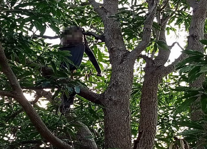 Human Skeleton hanging on tree